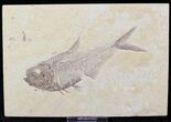 Detailed Diplomystus Fish Fossil From Wyoming #21921-1